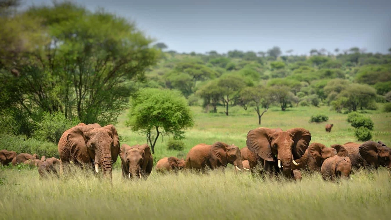 Elephants at the Ngorongoro National Park