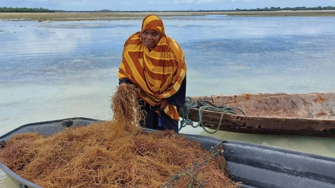 Pemba seaweed farmers are among beneficiaries of ActionAid Tanzania’s initiatives geared to uplift the livelihood of vulnerable communities. 