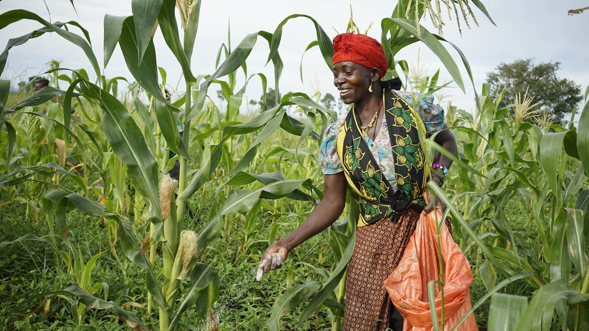 The FOSTER program targets 800,000 smallholder farmers