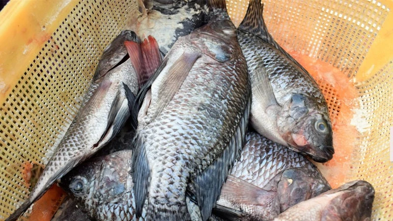Tilapia fishes