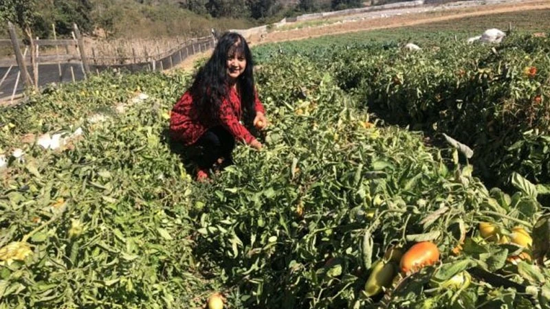 
Rosa Guzmán harvests tomatoes on her family farm in San Pedro, in the municipality of Quillota, 126 kilometers north of Santiago, the Chilean capital, where she is unable to extend her crops due to lack of funds, which prevents her from drilling deeper 