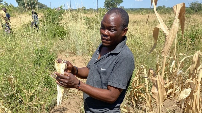 Zambian maize farmer