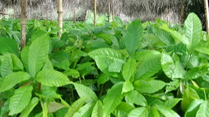 Cocoa seedlings.