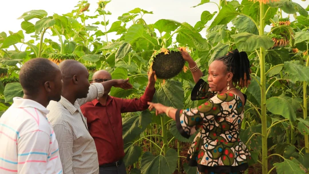 Chief Executive Officer (CEO) for the Agricultural Seeds Agency (ASA) Dr. Sophia Kashenge (R) admires sunflowers at the Chinangali II seed estate in Chamwino district, Dodoma region. 