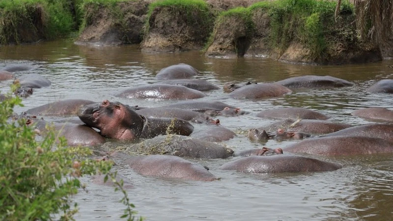 Hippos are seen at Serengeti National Park in Tanzania