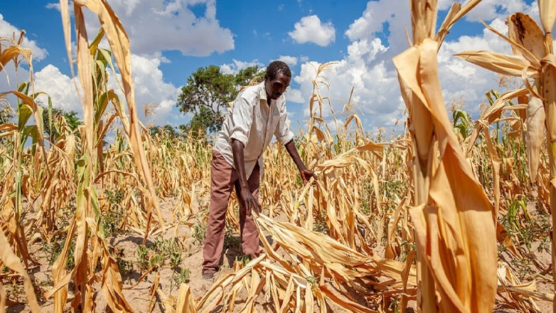 
A field of maize spoiled by drought in Zambia, one of the countries that has declared an emergency as it grapples with the effects of El Niño.

