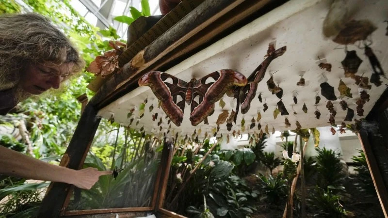 Ornithologist Francesca Rossi shows a female Papilio lowi chrysalis, at a butterfly nursery rack at the greenhouse of the Museo delle Scienze (MUSE), a science museum in Trento, Italy,
